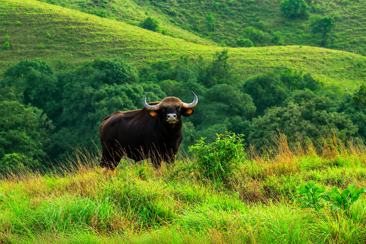 Kudremukh National Park - rich biodiversity and trekking